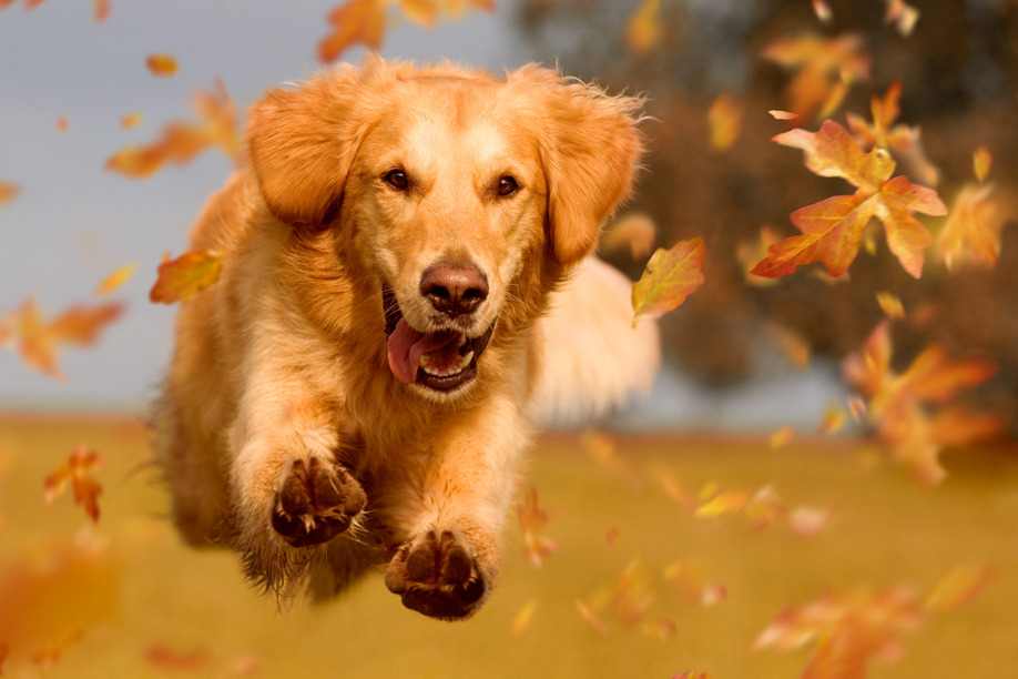 Golden retriever running through leaves in Autumn