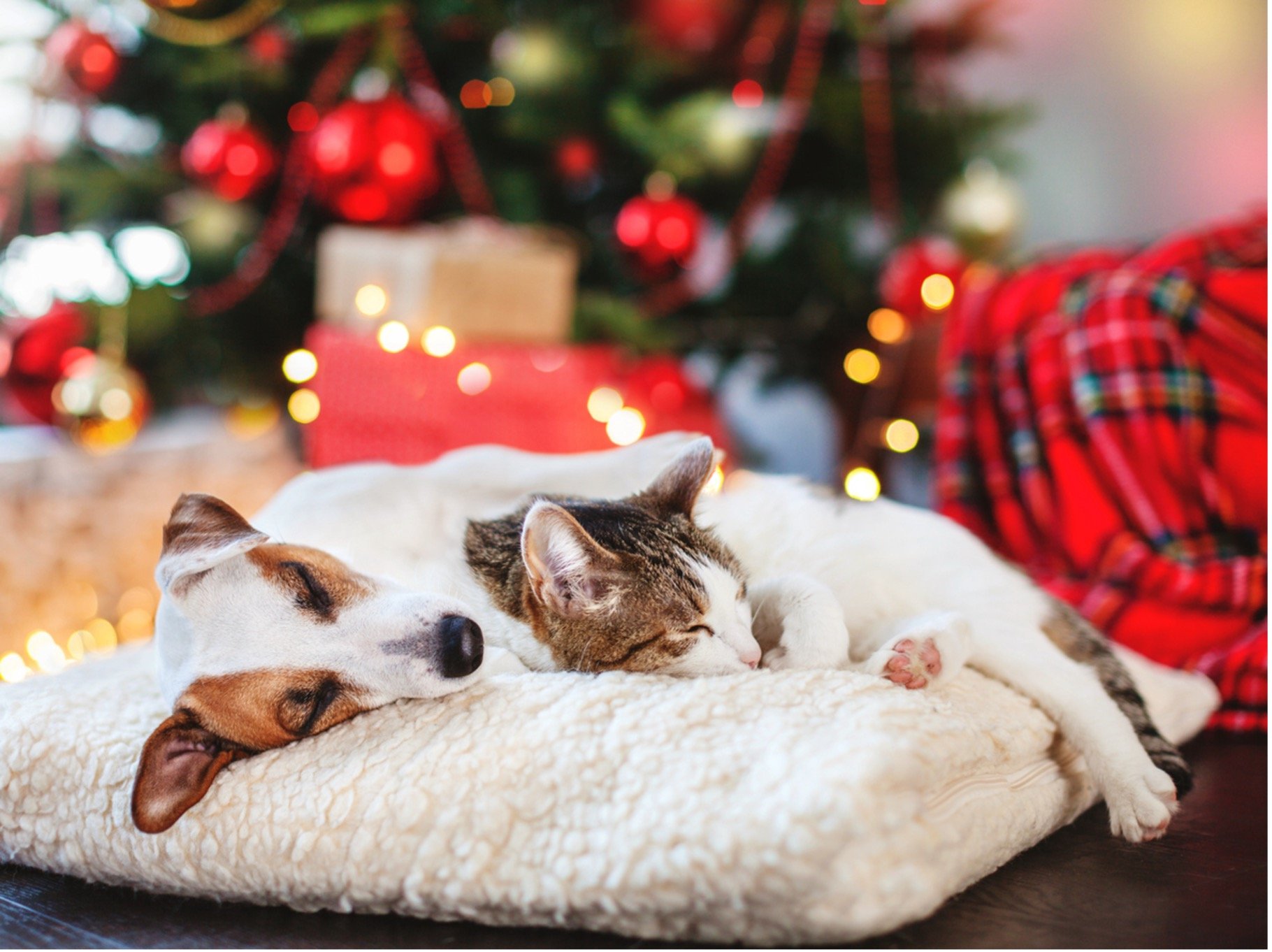 Cat and dog sleeping near Christmas tree