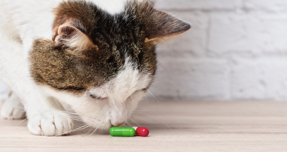 Cat sniffing pills