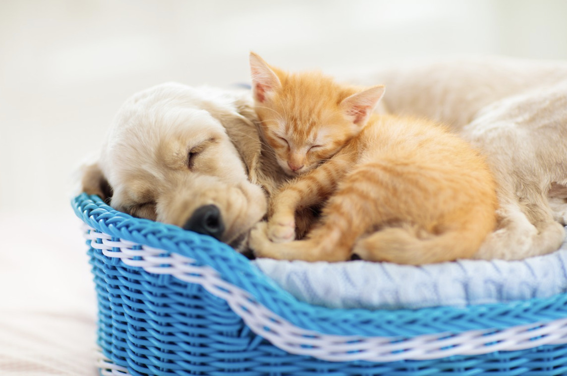 Puppy and kitten sleeping in a basket