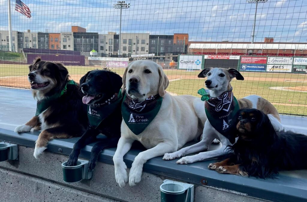 Pine Creek Dogs at Ball Game