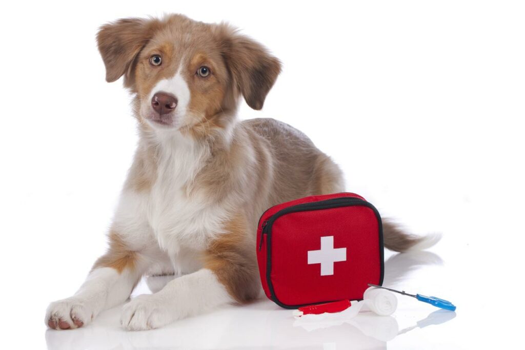 Puppy with first aid kit