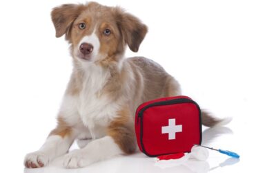 Pet First Aid: How to Handle Common Emergencies