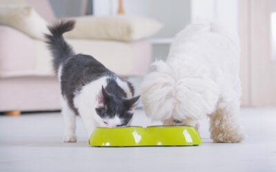 Feeding Your Pet: Tips and Recommendations for a Healthy Diet