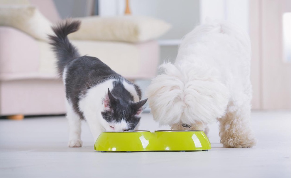 A cat and dog eating from a bowl, How to Choose the Right Food for Your Pet