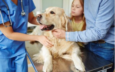 Navigating Pet Care Medical Expenses