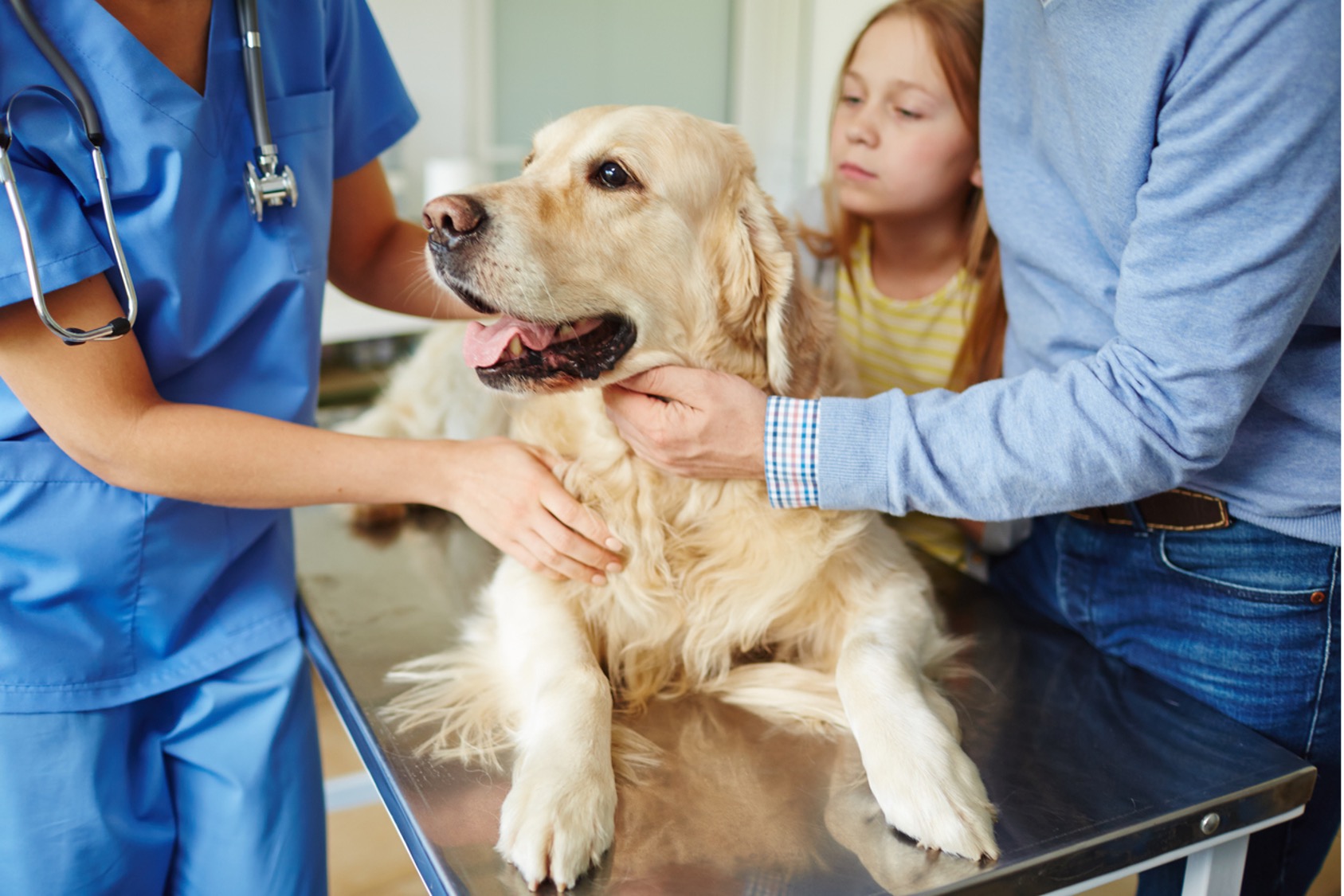 A dog being examined by a vet, Navigating Pet Care Medical Expenses