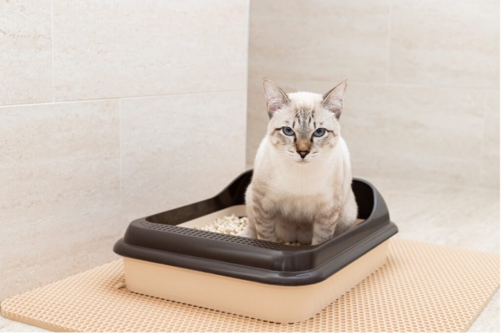 a cat sitting in a litter box