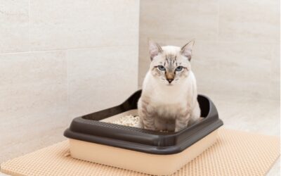 Managing and Preventing Urinary Blockages in Cats