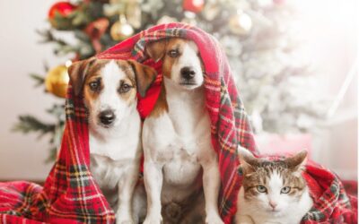 Find the Perfect Christmas Gifts for Your Pets
