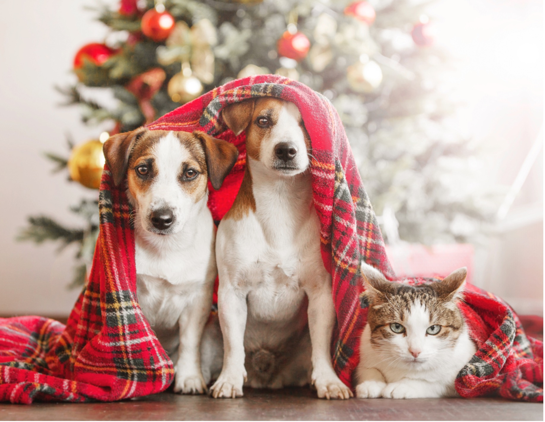 dogs and cat under a blanket, Find the Perfect Christmas Gifts for Your Pets