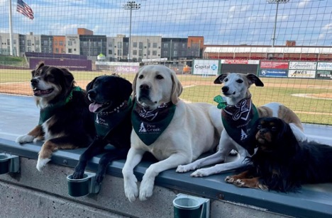 Pine Creek Dogs at Ball Game, The Benefits of Adopting a Senior Pet: Age is Just a Number