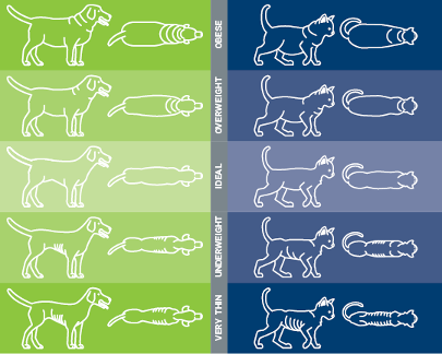 A chart of different weight types of pets, Preventing Pet Obesity
