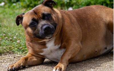 Keeping Your Furry Friends Fit: A Guide to Preventing Pet Obesity