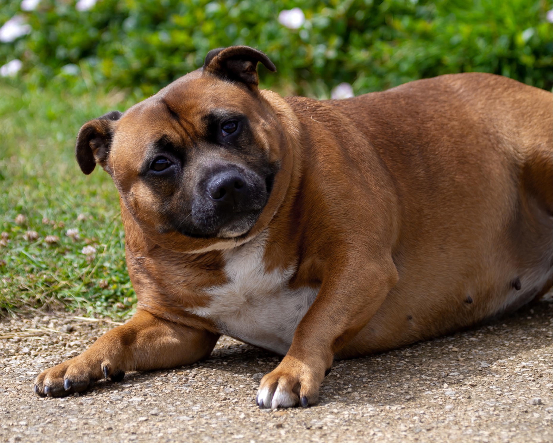 A fat dog lying on the ground, Keeping Your Furry Friends Fit: A Guide to Preventing Pet Obesity