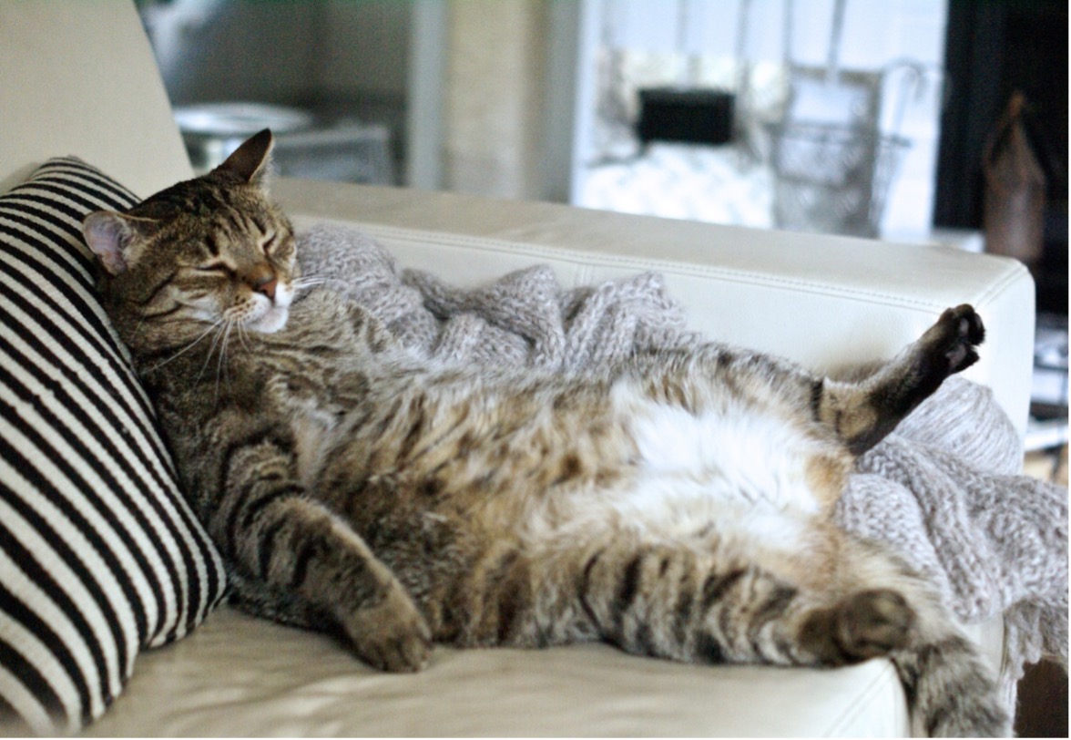 A fat cat lying on a couch, Preventing Pet Obesity