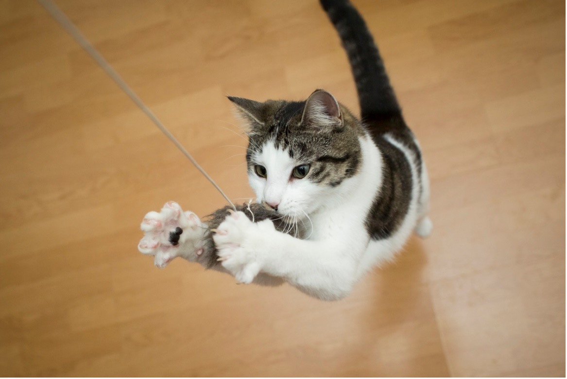 A cat playing with a toy, Preventing Pet Obesity