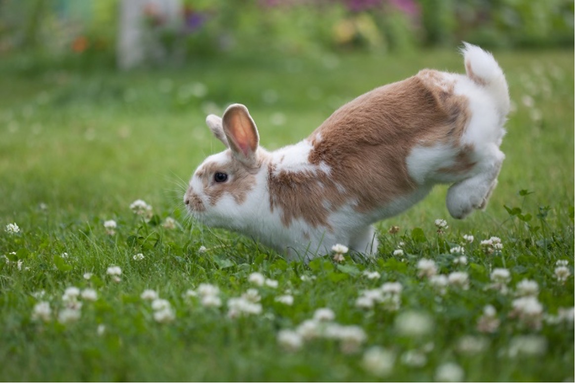 A rabbit jumping in the grass, Preventing Pet Obesity