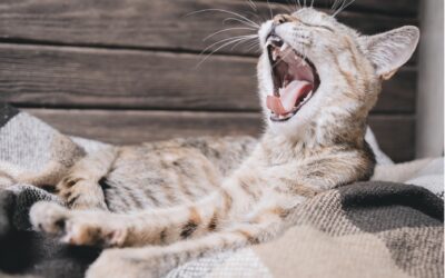 Why Pet Dental Care Matters: The Hidden Dangers of Neglecting Your Pet’s Teeth