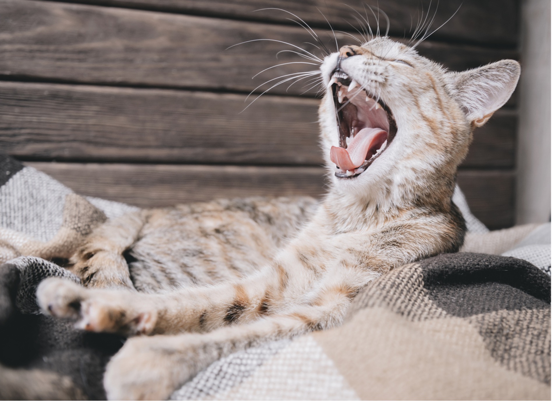 A cat yawning on a blanket, Why Pet Dental Care Matters: The Hidden Dangers of Neglecting Your Pet's Teeth
