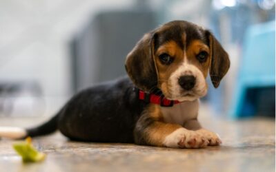 Protecting Puppies: Strategies for Preventing and Treating Parvo