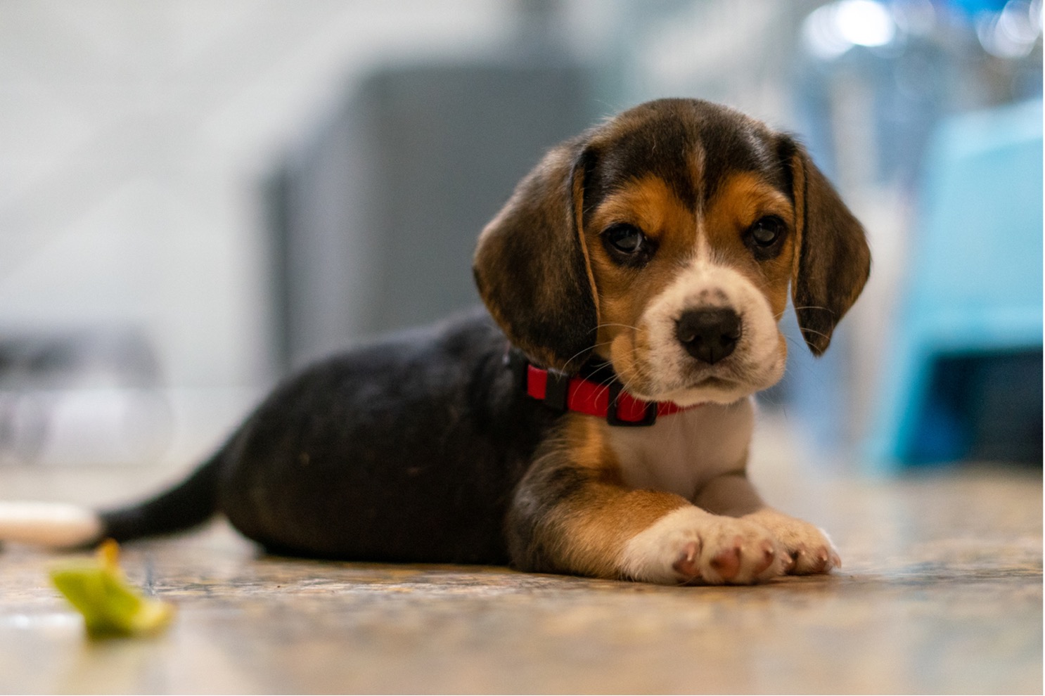 A puppy dog lying on the floor, Protecting Puppies: Strategies for Preventing and Treating Parvo