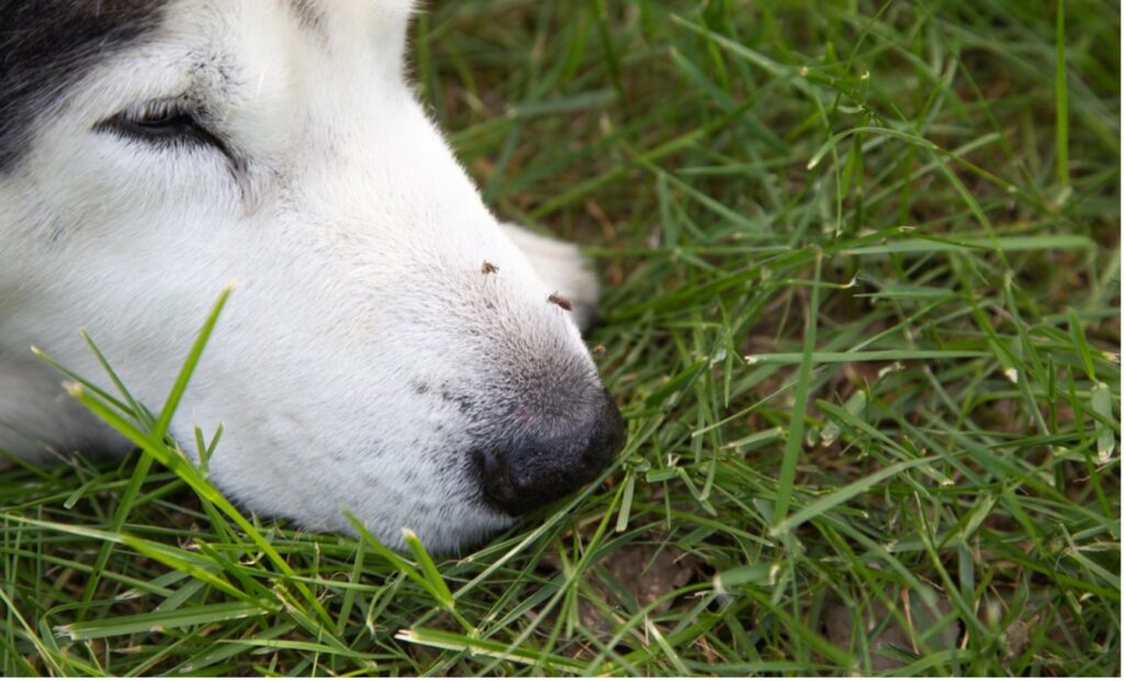 A close up of a dog's face with mosquitos on it, Heartworm Awareness Month: Guard Against Heartworm Disease