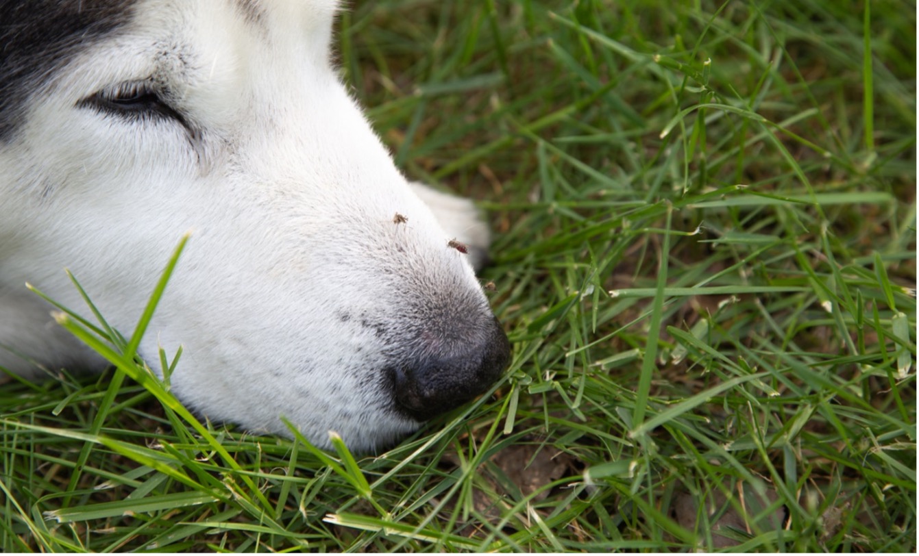 A close up of a dog's face with mosquitos on it, Heartworm Awareness Month: Guard Against Heartworm Disease