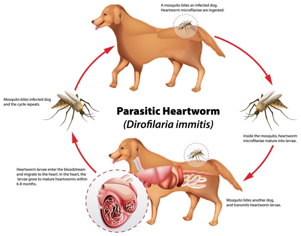 A diagram The Lifecycle of Heartworms of a dog