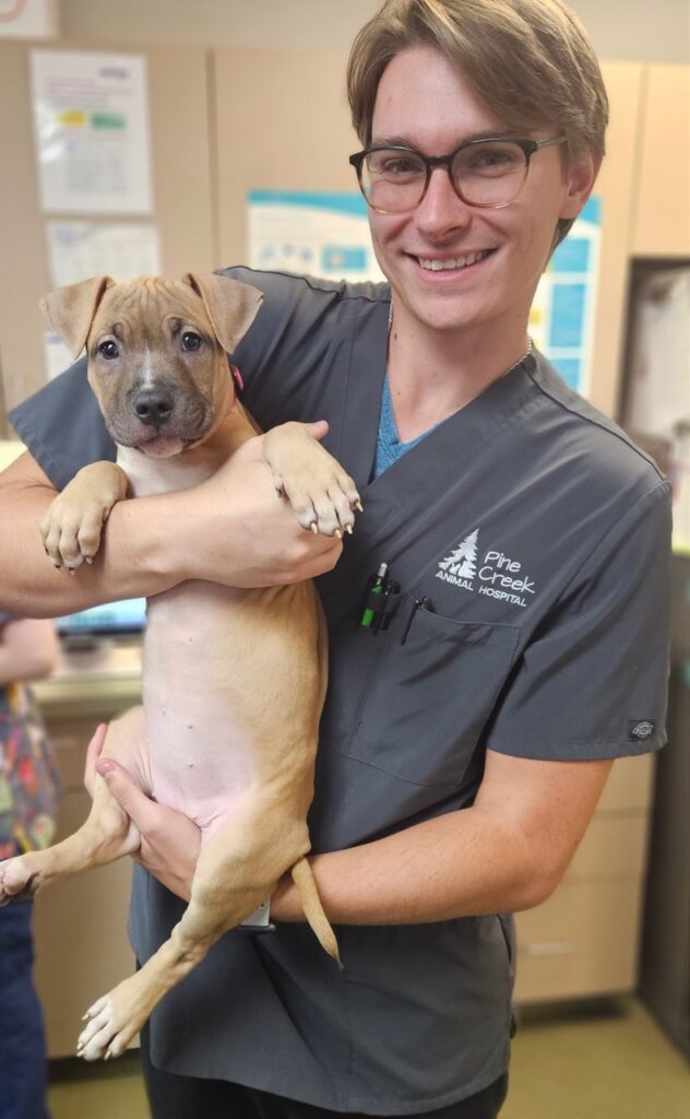 vet holding a dog