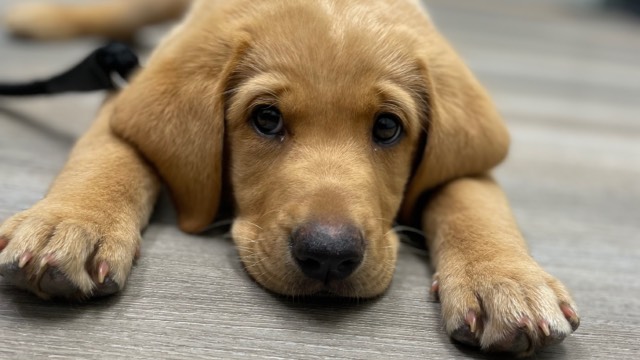 dog laying on floor