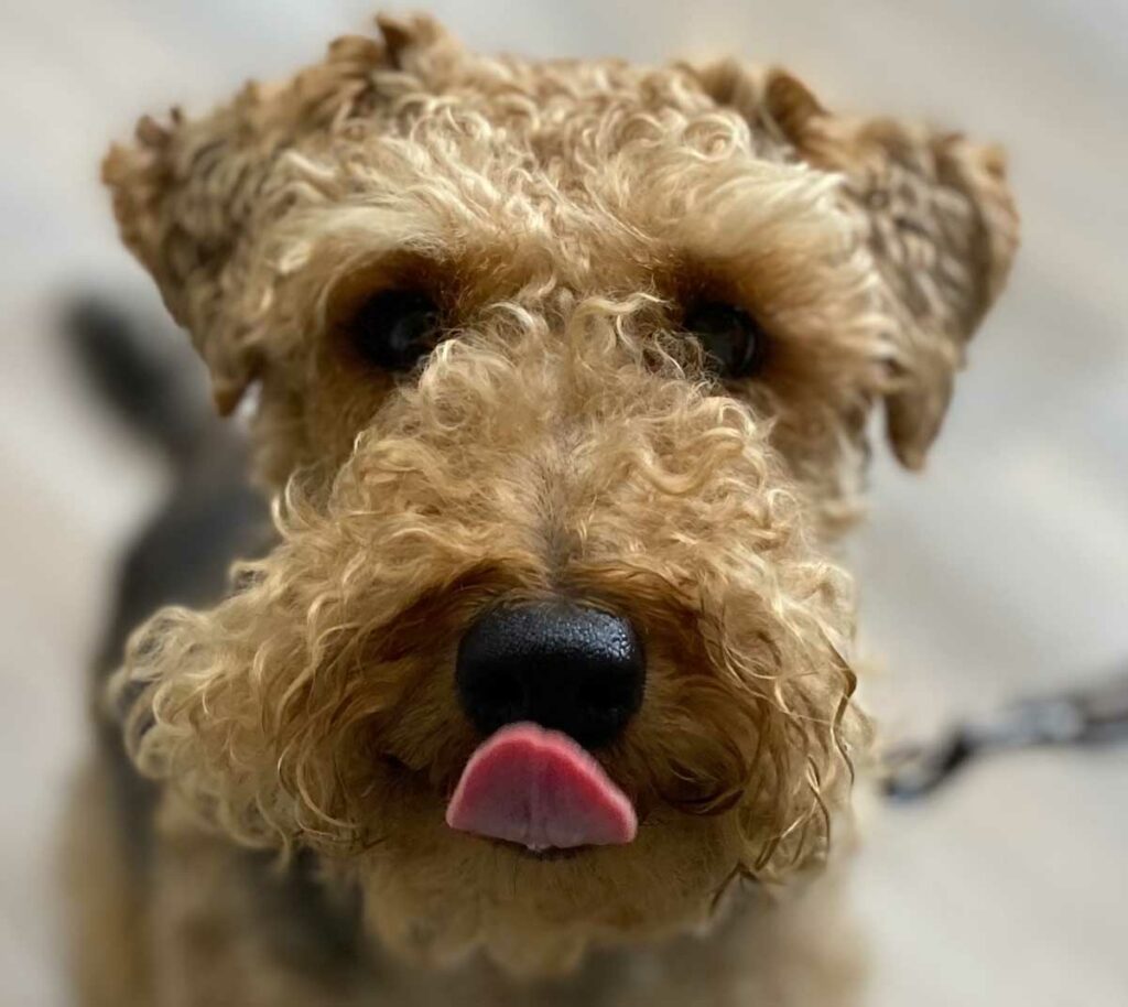 curly haired dog with his tongue out