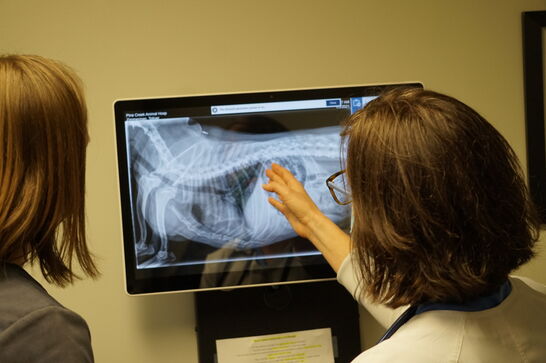 doctors looking at pet xray